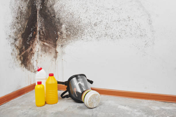 Best Residential Mold Remediation in Walce Ridge, LA