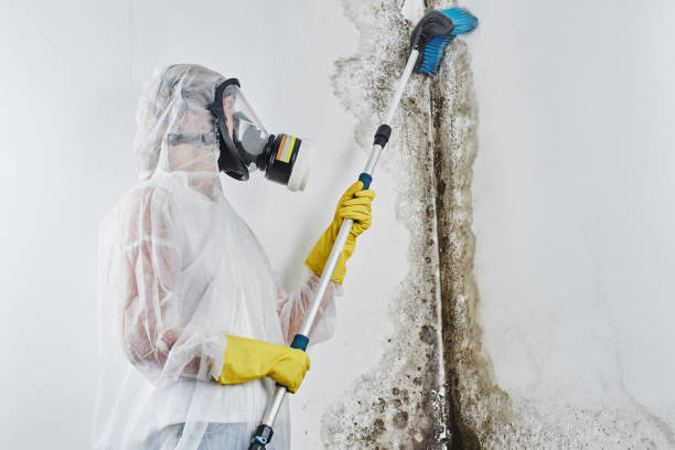 Best Residential Mold Remediation in Walce Ridge, LA