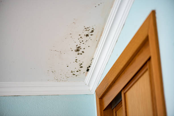Best White Mold Remediation in Walce Ridge, LA