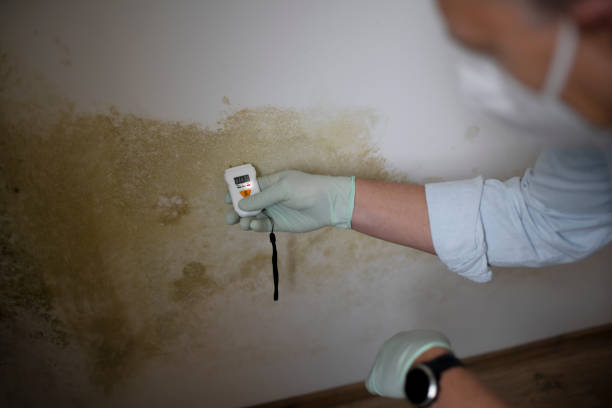 Best Basement Mold Remediation in Walce Ridge, LA