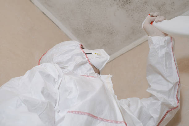 Best Preventive Mold Services in Walce Ridge, LA