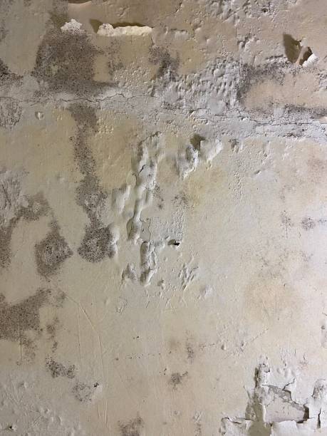 Best Black Mold Remediation in Walce Ridge, LA