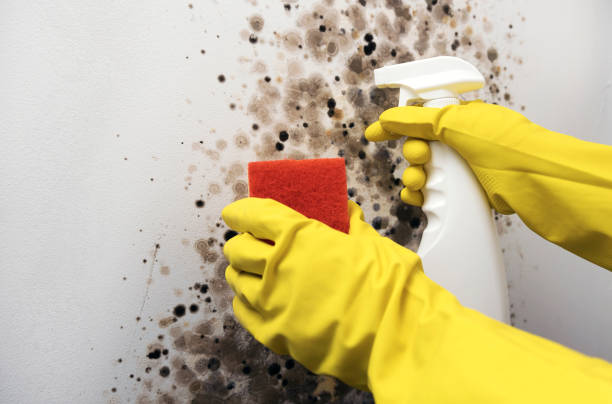 Best Mold Testing and Inspection Services in Walce Ridge, LA