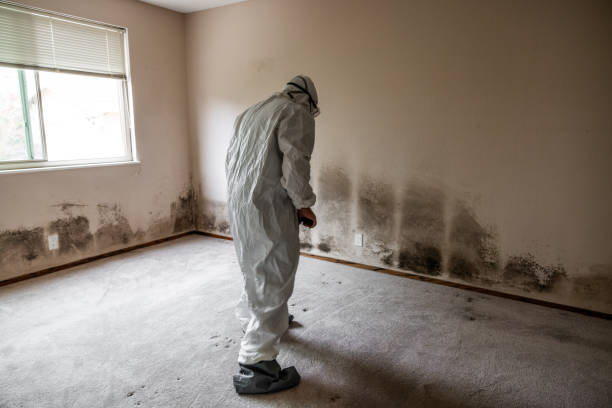 Best Basement Mold Remediation in Walce Ridge, LA