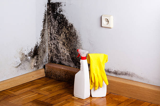 Best Emergency Mold Remediation in Walce Ridge, LA