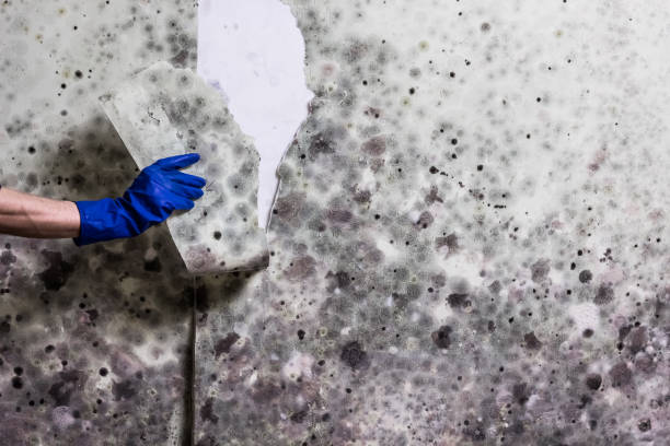 Best Commercial Mold Remediation in Walce Ridge, LA