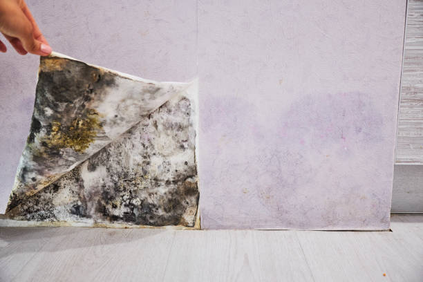 Best Residential Mold Remediation in Walce Ridge, LA